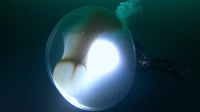挪威探险船海洋号潜水员惊见海中漂浮巨大透明球体 卵鞘内有数万只大西洋鱿