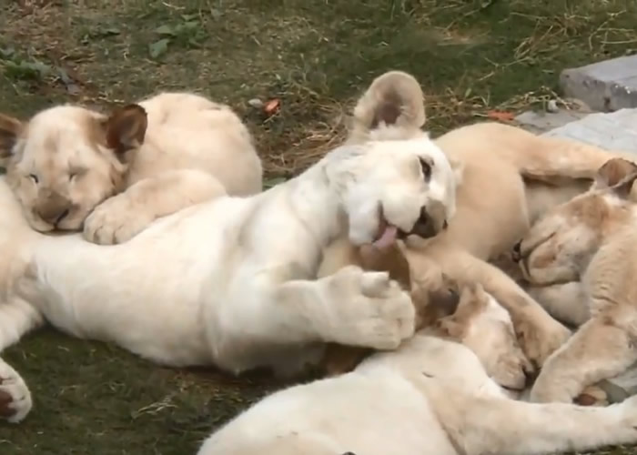 这群白狮幼崽均是人工喂养。