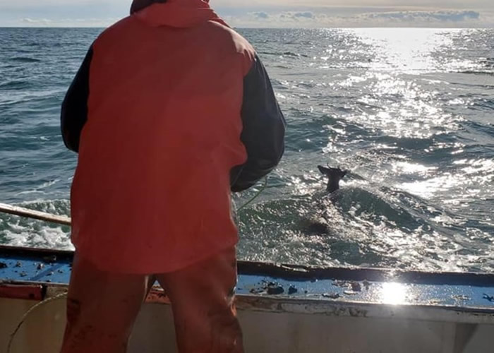 美国缅因州捕龙虾船发现一只鹿竟在海中游泳 船员展开救援