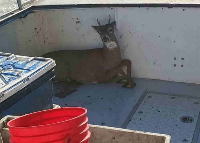 美国缅因州捕龙虾船发现一只鹿竟在海中游泳 船员展开救援