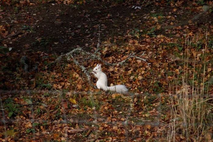 苏格兰皇家迪赛德发现一只稀有的罹患白化症的欧亚红松鼠