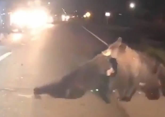 美国佛州黑熊家族过马路时小熊不幸被汽车撞到 熊妈妈奋不顾身救助