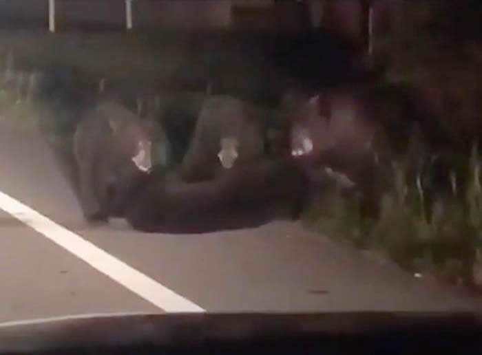 美国佛州黑熊家族过马路时小熊不幸被汽车撞到 熊妈妈奋不顾身救助