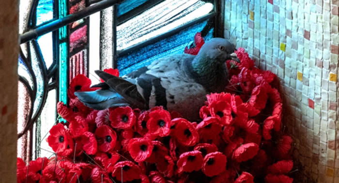 澳大利亚鸽子用堪培拉国家战争纪念馆里的罂粟花筑巢