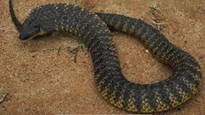 澳洲女子好奇观赏剧毒“虎蛇”交配被咬4口 医生认为“存活机率为零”但最后活了下来