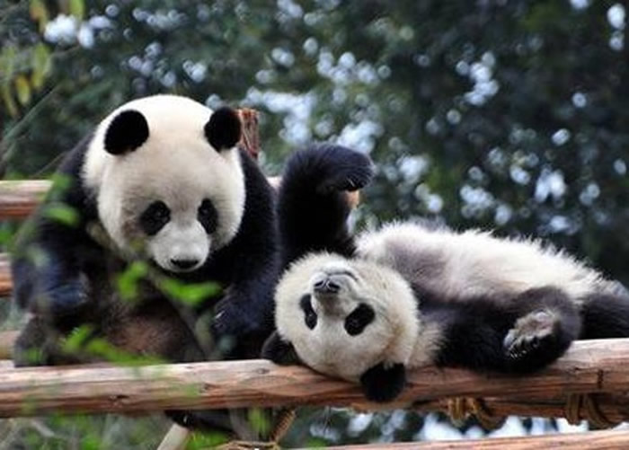 目前中国的大熊猫仅分布在四川、陕西和甘肃。