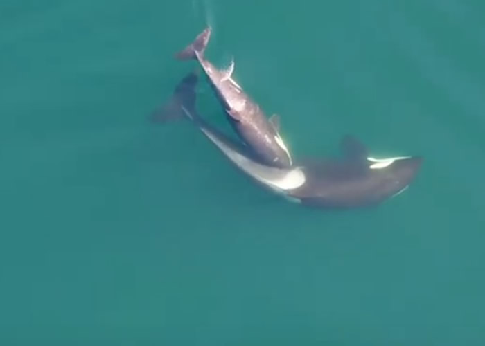 加拿大研究团队无人机在卑诗省海岸拍摄到杀人鲸母子亲昵身体接触的温馨场面