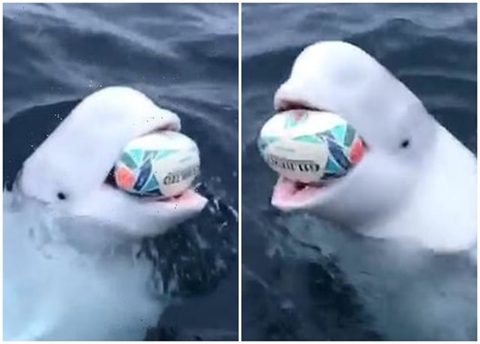 一头在北极玩橄榄球的雄性白鲸“Hvaldimir”被认定为“俄罗斯间谍”