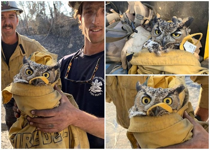 美国加州山火猫头鹰无处可逃 暖心消防员脱外套拯救
