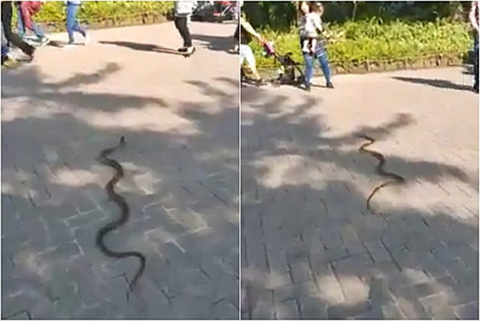 台湾台北市立动物园一条1米长野生大蛇在路上爬行