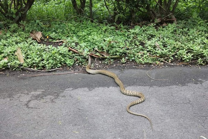 有民众去年到台北市立动物园也见过野蛇