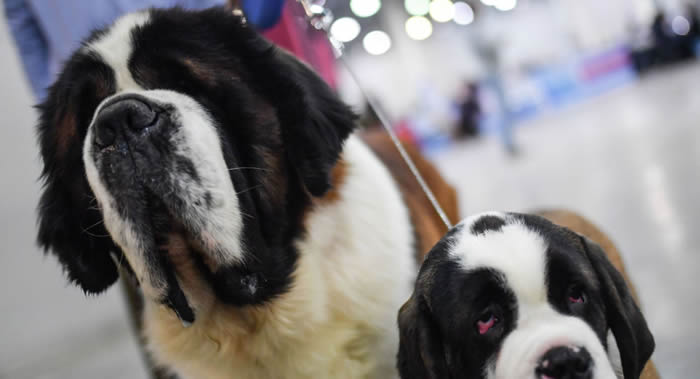 俄罗斯紧急情况部解释为何圣伯纳犬不再用作搜救犬