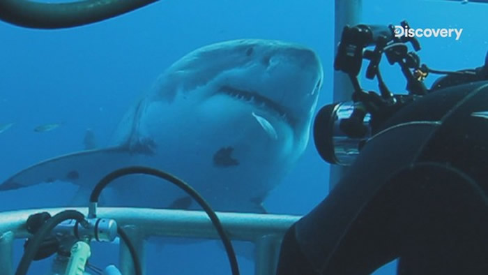 大白鲨的世界充满奥秘。