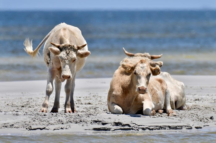 美国北卡罗来纳州锡达岛3头牛被飓风海啸卷走以为已经死亡 却奇迹在8公里外上岸