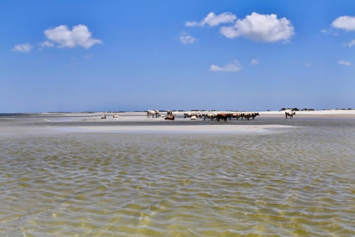 美国北卡罗来纳州锡达岛3头牛被飓风海啸卷走以为已经死亡 却奇迹在8公里外上岸