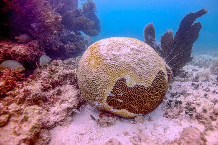 墨西哥加勒比海海域有30%珊瑚感染一种名为SCTLD的罕见疾病