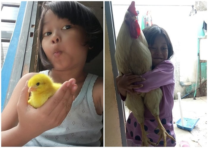 印尼西爪哇省万隆市政府为改善儿童手机成瘾问题推出“养小鸡换奖品”计划