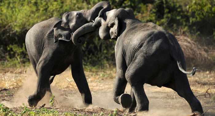 印度一头被取名为“奥萨马·本·拉登”的“大象杀手”被捕后在公园内死亡
