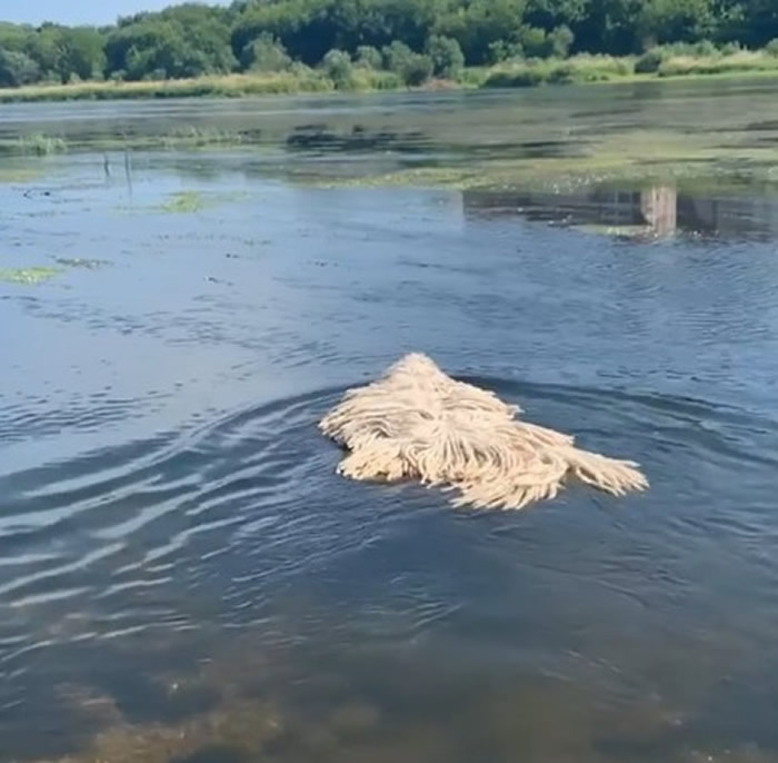 河里有堆拖把布在漂？立陶宛女子养了一只特别的可蒙犬