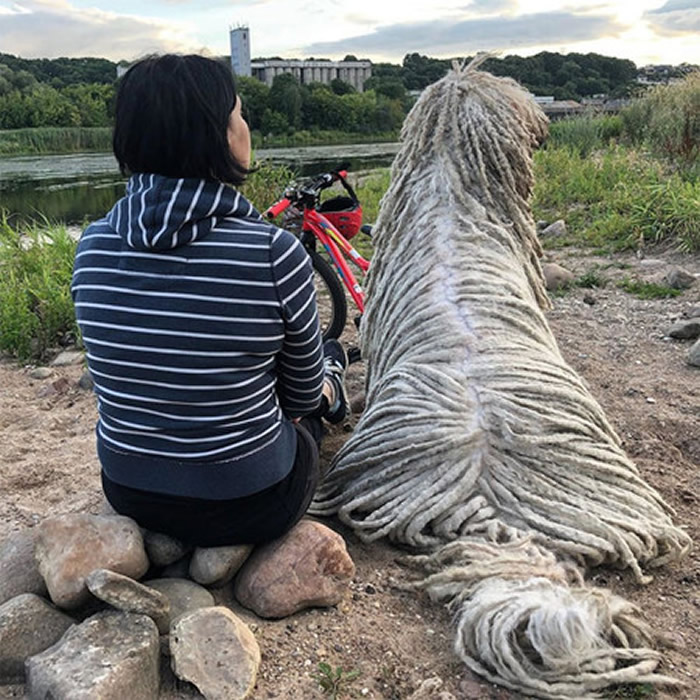 河里有堆拖把布在漂？立陶宛女子养了一只特别的可蒙犬