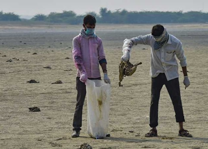 生态灾难！印度西北部拉贾斯坦邦桑珀尔盐湖岸边发现2400具鸟类尸体