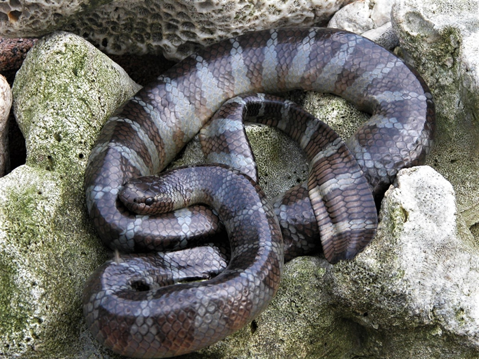 岸上的阔带青斑海蛇 (L. semifasciata)。 摄影：杜铭章