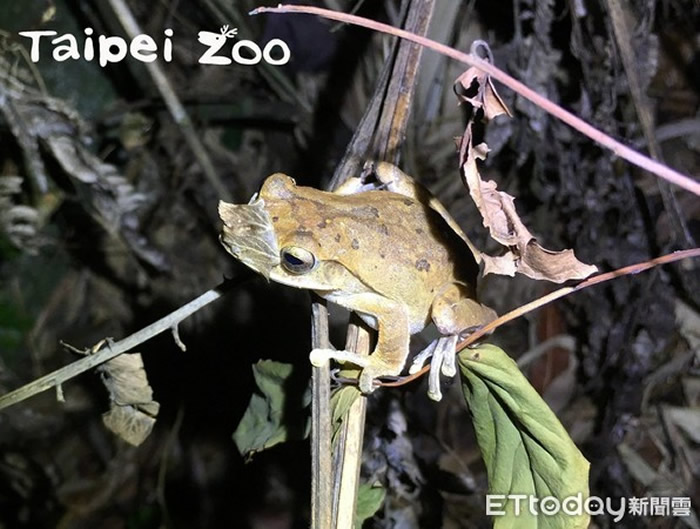 动物园2011年首次在湿地生态池发现斑腿树蛙