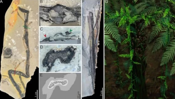 内蒙古3亿年前“植物庞贝城”沼泽森林中却发现“左撇子”植物化石