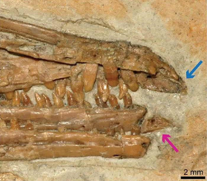 马氏燕鸟头骨前部照片，红箭头为前齿骨，蓝箭头是和前齿骨咬合的前上颌骨的缺齿部位