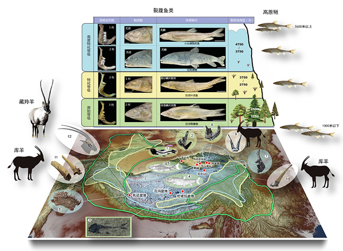 鱼类和哺乳动物“土著物种本地起源”模式（Local origination of endemism of fishes and mammals in the T
