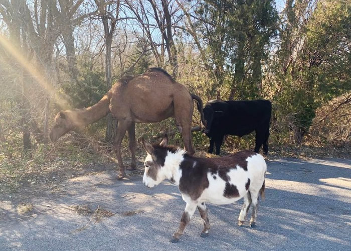 美国堪萨斯州塞奇威克县骆驼、牛和驴被一齐在路上漫步 似经典的耶稣马槽降世场景