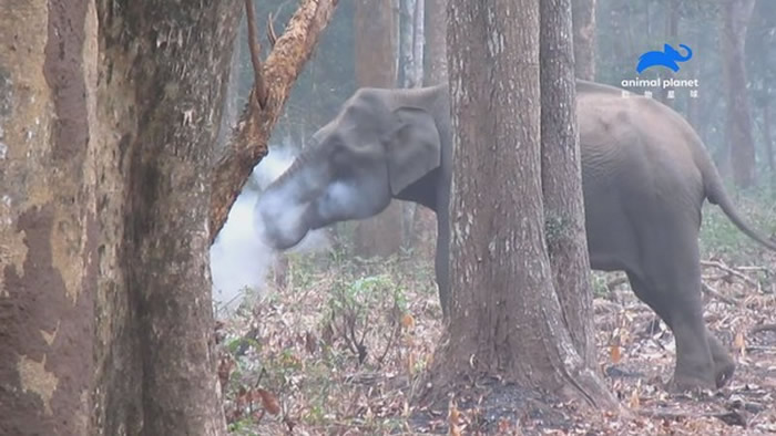 印度大象为什么吞云吐雾？动物星球频道《自然怪事求解答》将揭露