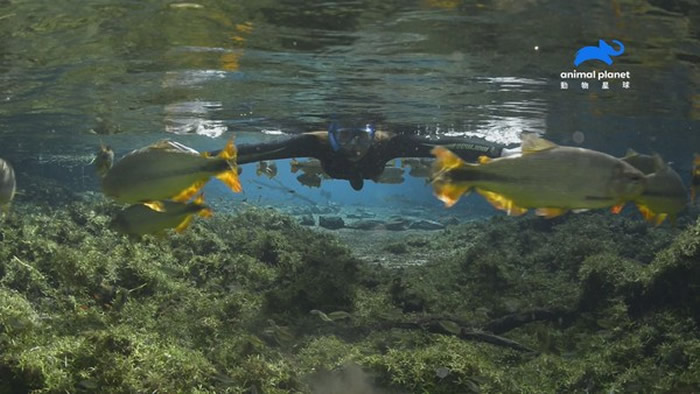 雅定雨林的「水中仙境」是昙花一现的梦幻美景。