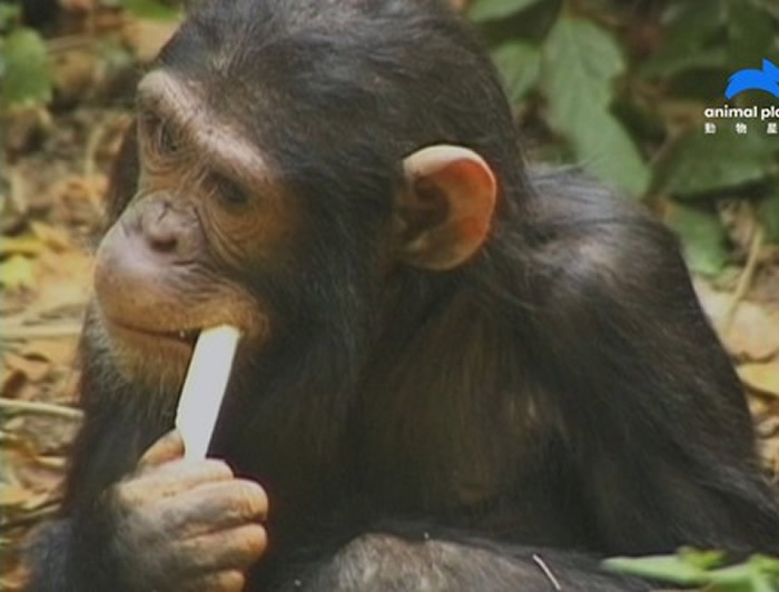 占吉巴岛上的红疣猴也会吃木炭来舒缓肠胃。