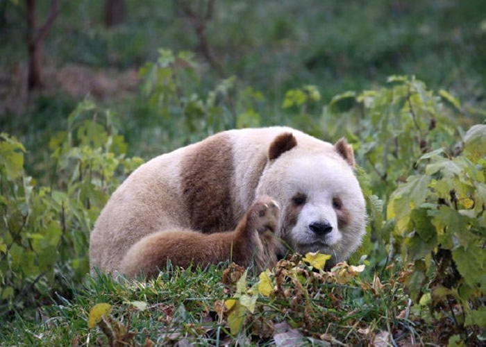 全球唯一一只棕色大熊猫“七仔”被美国公益组织熊猫国际终身认养