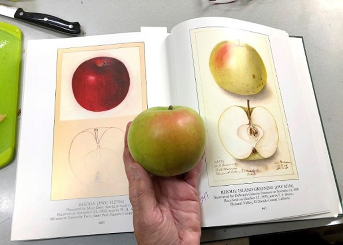 专家会透过农业部的彩色画册鉴定苹果。