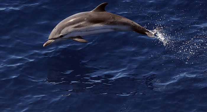 今年9月举行的北约军演“北部海岸”导致波罗的海约20头海豚死亡