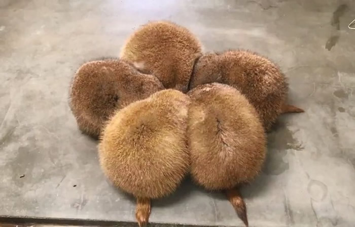 日本网友到秋田大森山动物园游玩看到5只黑尾土拨鼠（黑尾草原犬鼠）正在有趣用餐