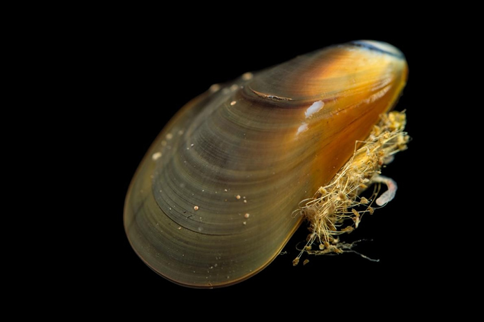 源于油黑壳菜蛤的癌症扩散感染到另外两个物种身上：紫壳菜蛤（Mytilus edulis）以及智利壳菜蛤（Mytilus chilensis）。 PHOTOGRA