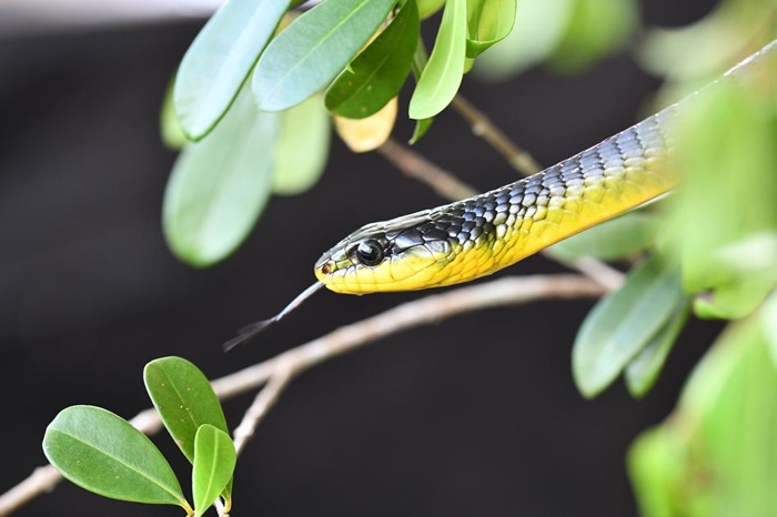 一只过树蛇属（Dendrelaphis）的树栖蛇在研究试验的空档晒日光浴。 PHOTOGRAPH BY JAKE SOCHA