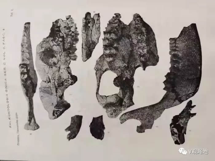 古骆驼化石