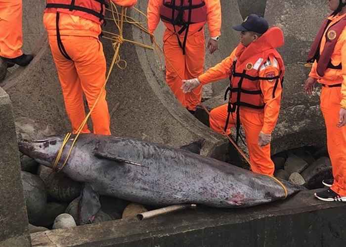 苗栗县通霄镇新埔沙滩发现宽吻海豚尸体。