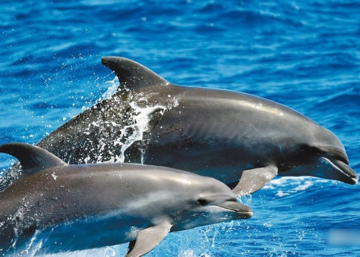 宽吻海豚常在靠近陆地的浅海区域活动。