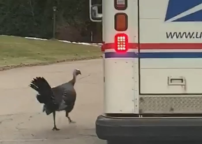 感恩节将至？美国威斯康辛州街头惊现走地火鸡狂追邮政车