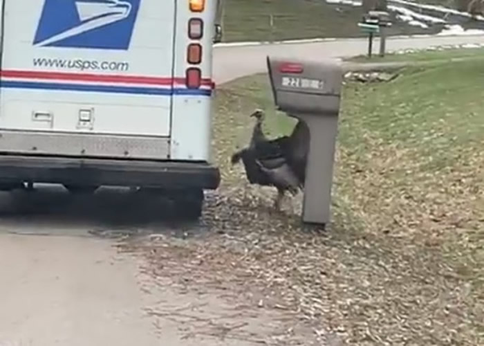 感恩节将至？美国威斯康辛州街头惊现走地火鸡狂追邮政车