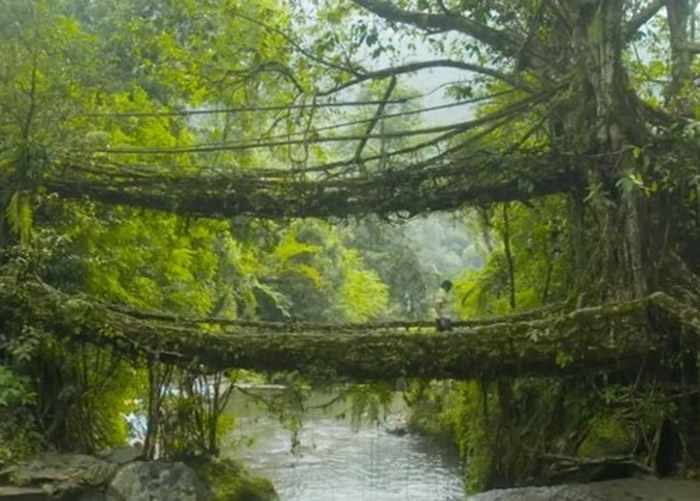 印度梅加拉亚邦有一座树桥 树根互缠使用寿命达数百年