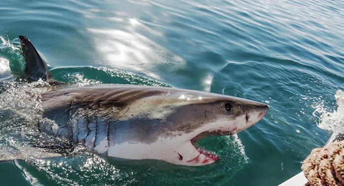 以色列居民称在地中海浮潜时遭到鲨鱼袭击