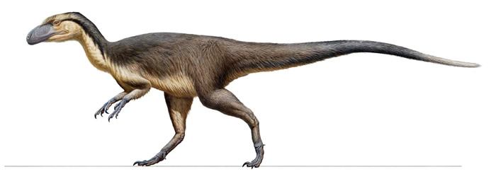 澳洲发现的一批羽毛化石证明了如画中所绘的小型肉食恐龙曾长出隔热羽毛以求在南极圈内生存。 ILLUSTRATION BY PETER TRUSLER