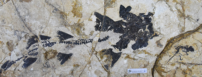 热河俊兽正型标本（右下角）与一件北票鲟标本保存于同一个岩板 （王海冰 供图）