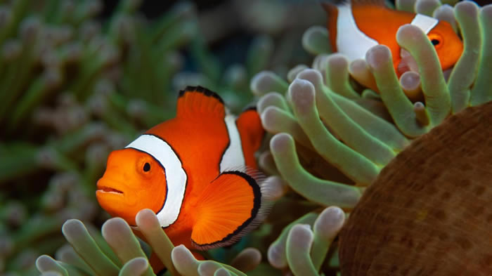 《海底总动员》中的小丑鱼“尼莫”可能因为栖息地破坏 加上适应力不良而消失